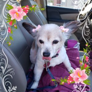 Meet your Posher, Judy